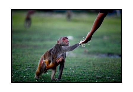 In the land of hungry apes