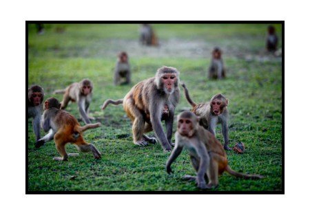 In the land of hungry apes