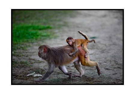 In the land of hungry apes