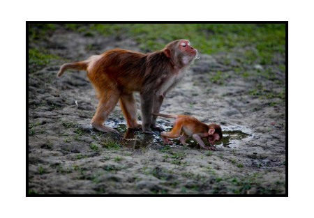 In the land of hungry apes