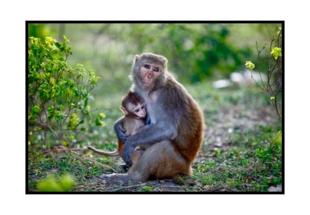 In the land of hungry apes