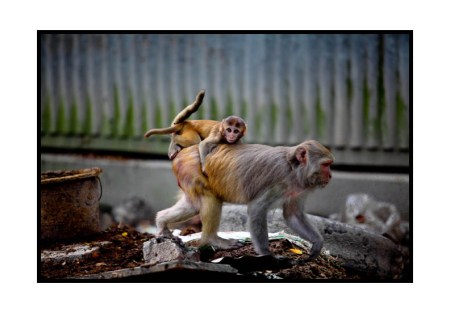 In the land of hungry apes