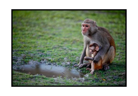 In the land of hungry apes