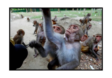 In the land of hungry apes