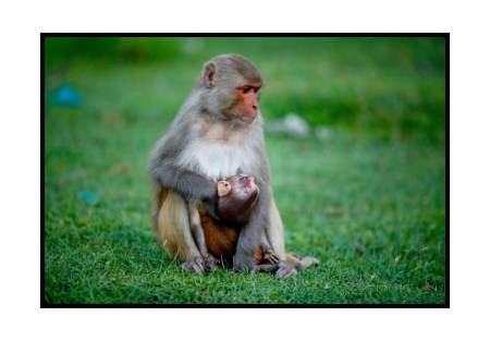 In the land of hungry apes